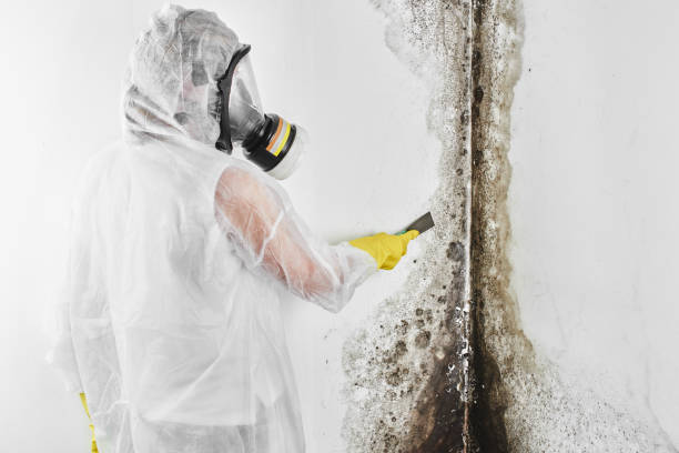 Best Fast Mold Removal  in Shawnee Hills, OH
