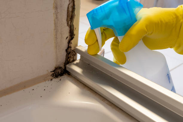 Mold Testing and Removal in Shawnee Hills, OH
