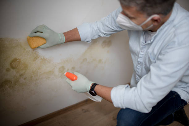 Mold Testing and Removal in Shawnee Hills, OH