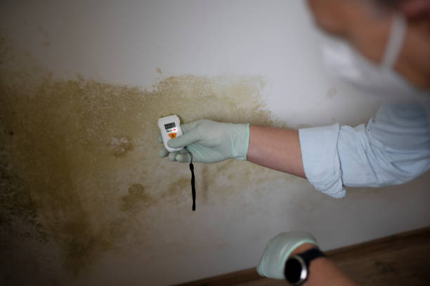 Best Attic Mold Removal  in Shawnee Hills, OH