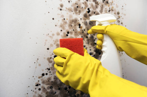 Best Office Mold Removal Services  in Shawnee Hills, OH